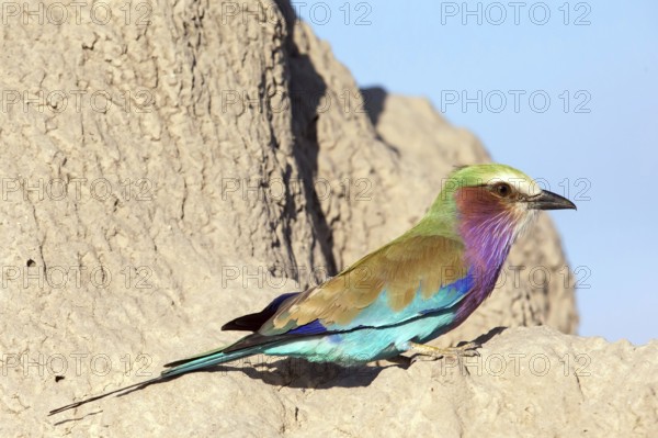 Africa, Botswana, Fork-tailed Roller, Coracias caudatus, Botswana, Africa