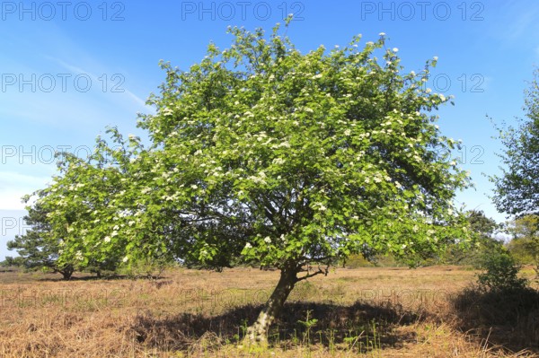 Rowan tree on heathland, Hollesley Common heath, Suffolk Sandlings, England, UK
