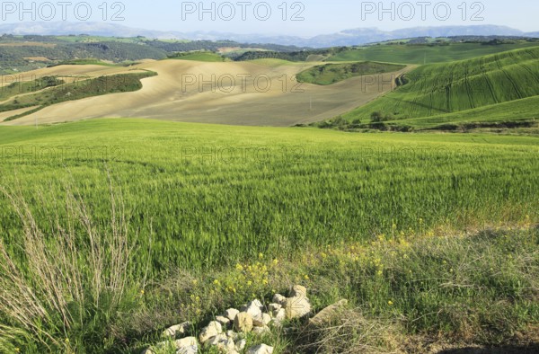 Farming landscape of Rio Setenil valley, Cuevas del Marques, Serrania de Ronda, Spain, Europe