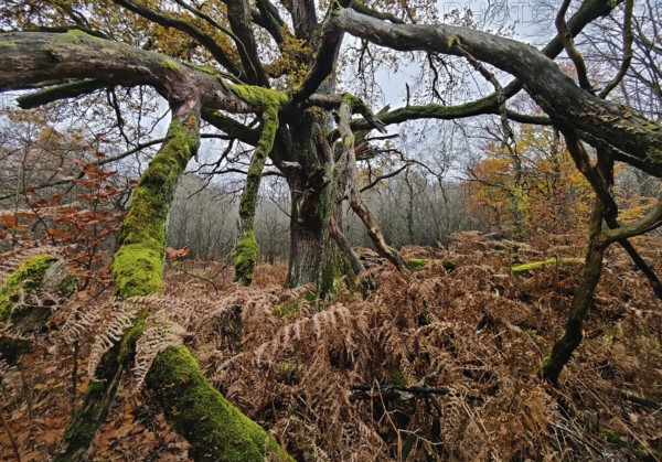 Sababurg primeval forest in autumn, nature reserve, Reinhardswald estate district, Hesse, Germany,