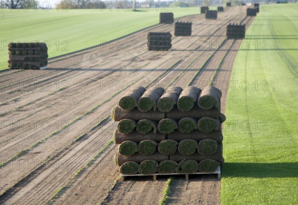Rolls of turf grass standing on a pallet in a field, Blaxhall, Suffolk, England, United Kingdom,