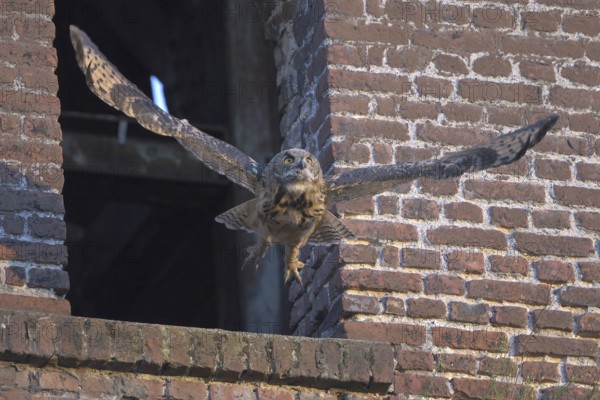 Eurasian eagle-owl (Bubo bubo), fledgling, making its first attempts at flight, industrial