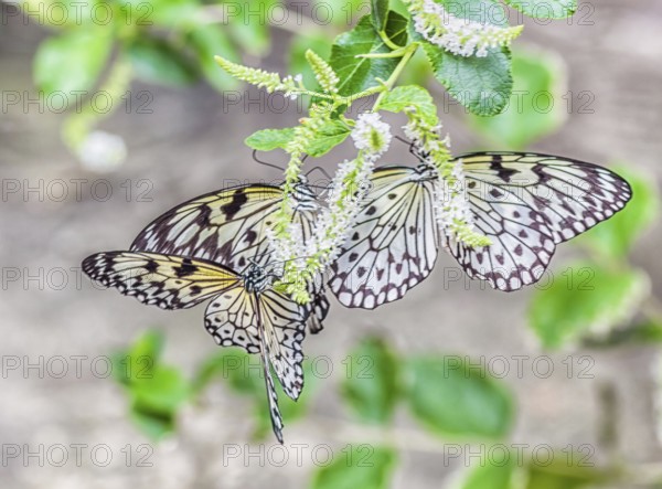 Three butterflies on a flower in the botanical garden