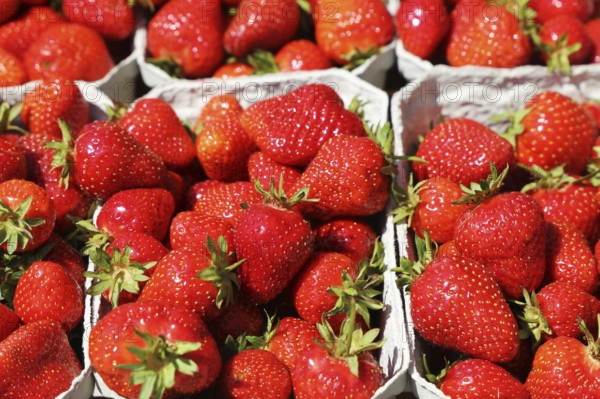 Fresh strawberries from Germany at the market in Mutterstadt, Rhineland-Palatinate