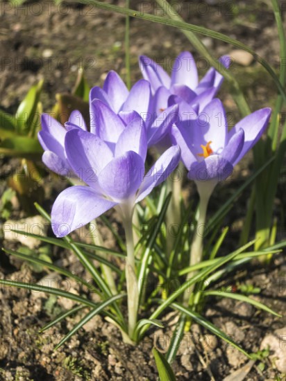 Crocuses blooming in the botanical garden in spring