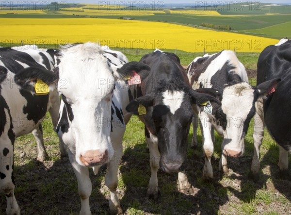Young cattle standing high on chalk downland with oil seed rape crop in background, Tan Hill, All
