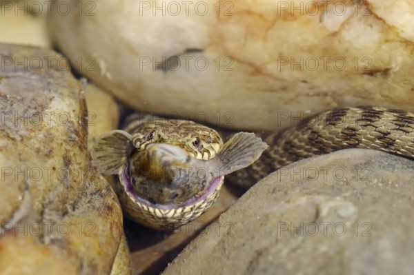 Dice snake (Natrix tessellata) with preyed fish, Provence, southern France
