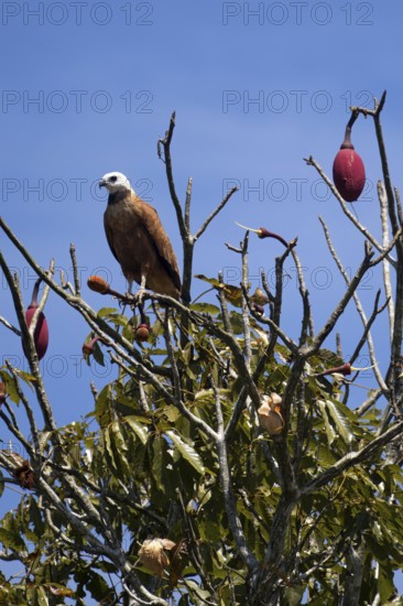 Black collared Hawk, Busarellus nigricollis, in a kapok tree, Chorisia speciosa, Amazon Basin,