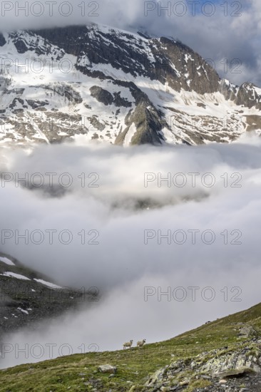 Two sheep on a mountain meadow in front of a mountain landscape, high fog in the valley, behind