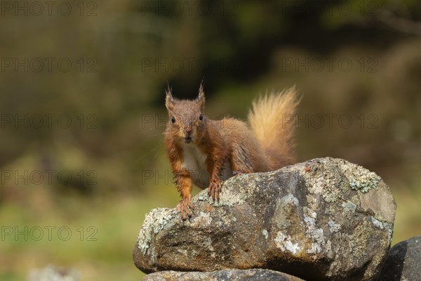 Red squirrel (Sciurus vulgaris) adult animal on a dry stone wall, Yorkshire, England, United