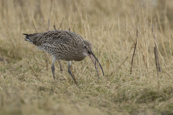 Eurasian curlew (Numenius arquata) adult bird feeding on a worm in grassland, Lincolnshire,