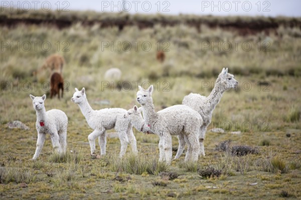 Alpacas (Vicugna pacos) in the Reserva Nacional de Salinas y Aguada Blanca, Province of Arequipa,