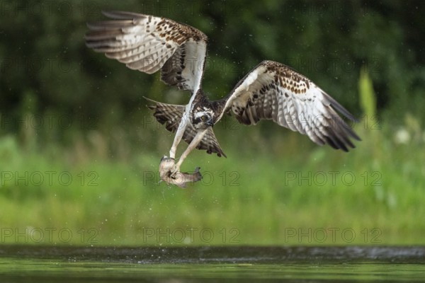 Western osprey (Pandion haliaetus) hunting, Aviemore, Scotland, Great Britain