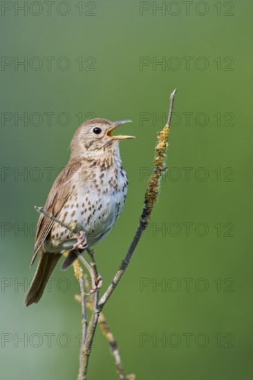 Song thrush (Turdus philomelos), Lower Saxony, Germany, Europe