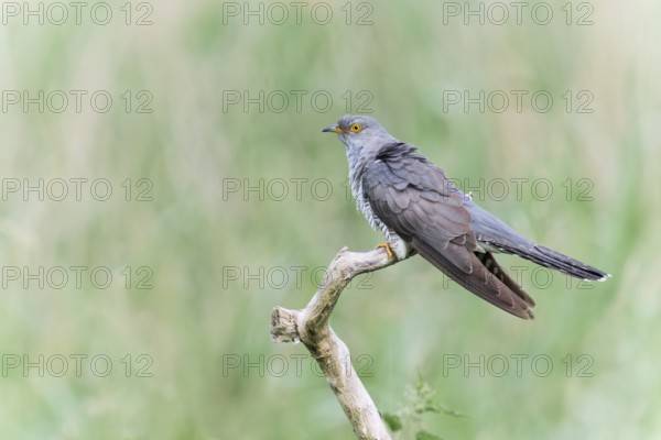Common cuckoo (Cuculus canorus) male, Lower Saxony, Germany, Europe