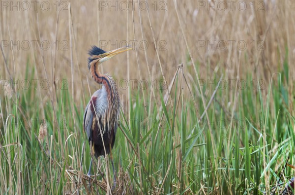 Purple heron (Ardea purpurea) at the nest, Baden-Württemberg, Germany, Europe