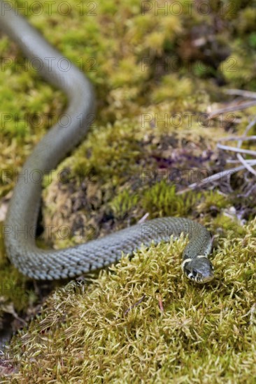 Grass snake (Natrix natrix), Bavaria, Germany, Europe