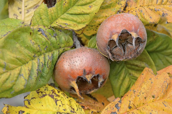 Common medlar (Mespilus germanica), branch with fruit, Moselle, Rhineland-Palatinate, Germany,