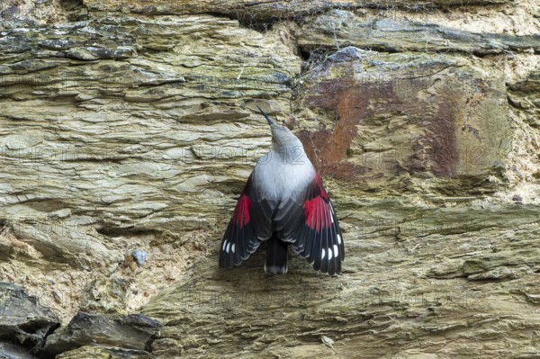Wallcreeper (Tichodroma muraria) foraging on a wall, wildlife, Germany, Europe