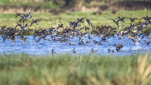 Eurasian Wigeon, (Mareca penelope) birds in flight over marshes