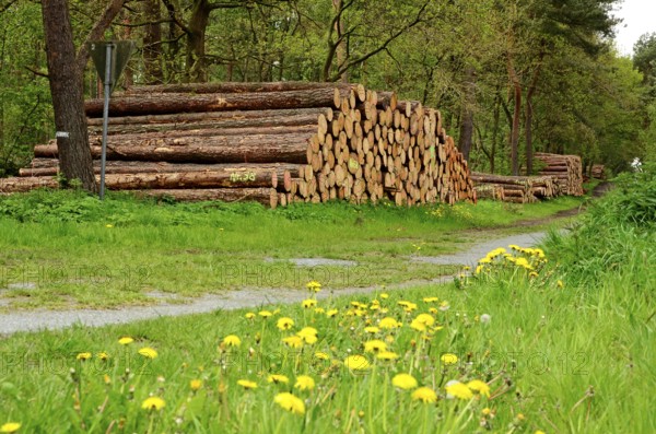 Tree trunks, wood pile, Stikelkamper forest, Leer district, East Frisia, Germany, Europe