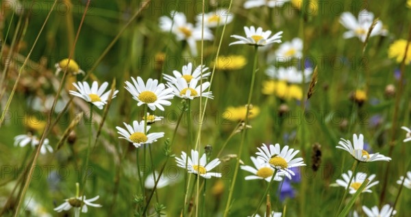 Flowering marguerites (Leucanthemum), colourful flowers, grasses and insects in a wild, natural