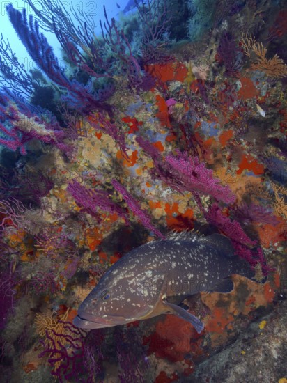 Dusky grouper (Epinephelus marginatus) (Mycteroperca marginatus) and violescent sea-whip