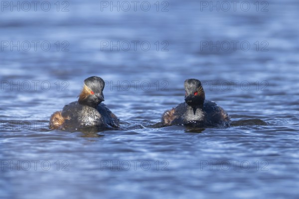 Black necked grebe (Podiceps nigricollis) two adult birds in breeding plumage on a lake, Yorkshire,