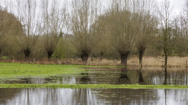 Pollarded willows in the water, Lower Rhine, Germany, Europe