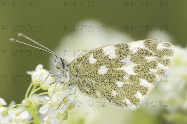 Bath white (Pontia daplidice), Provence, Southern France