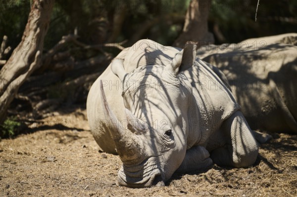 White rhinoceros or square-lipped rhinoceros (Ceratotherium simum) lying in the shadow of bushes in