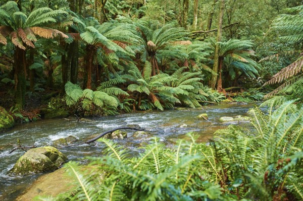 Nature landscape of the Hopetoun Falls in the rainforest of the Great Otway National Park in
