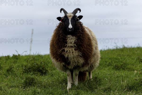 Jacob's domestic sheep (Ovis gmeliniaries), old animal in a meadow in the Hunsrück,