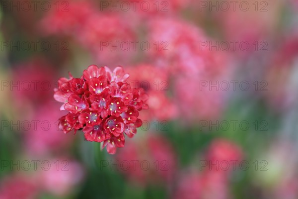 Lady's cushion (Armeria), flowering, flower, Ellerstadt, Germany, Europe