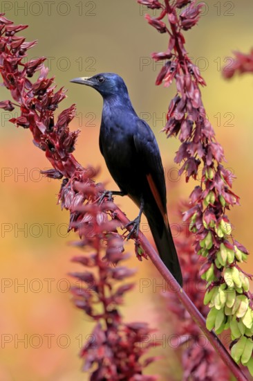 Red-winged starling (Onychognathus morio), adult, male, foraging, on honeybush (Melianthus major),