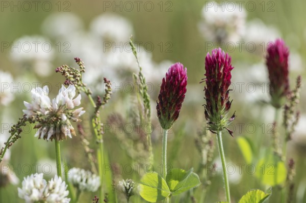 Incarnate clover (Trifolium incarnatum) and white clover (Trifolium repens), Emsland, Lower Saxony,