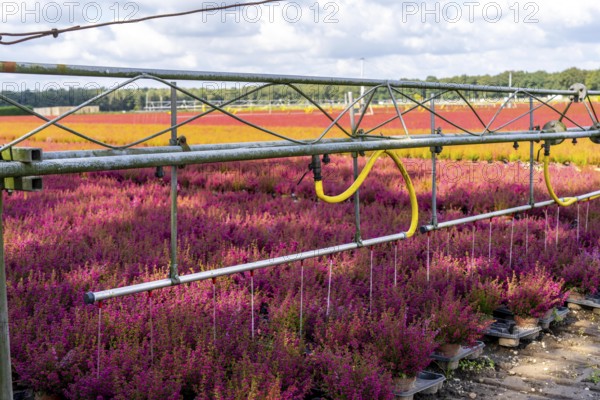 Automatic irrigation on an outdoor area of a horticultural business, autumn plants, heather plants,