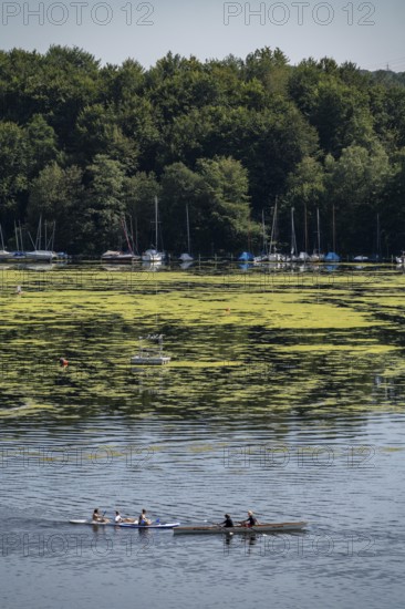 Green carpet of plants on Lake Baldeney in Essen, proliferating aquatic plant Elodea, waterweed, an