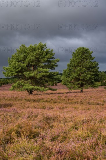 Flowering heath, heather and juniper bushes, near Wilseder Berg, in the Lüneburg Heath nature