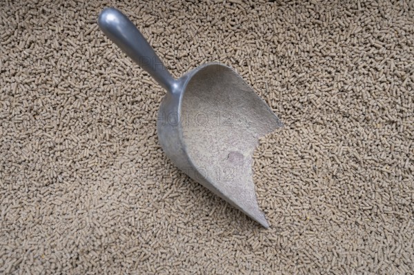 Shovel in concentrated feed in a cowshed, North Rhine-Westphalia, Germany, Europe