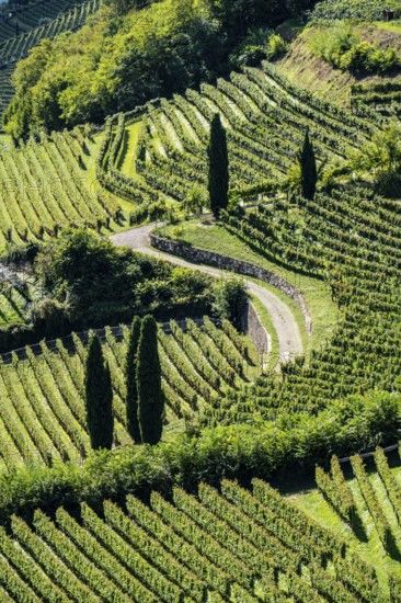 Landscape in the Adige Valley, in South Tyrol, above the village of Tramin, vineyards dominate the