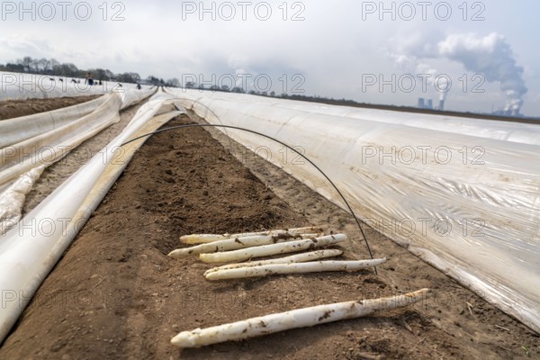 Asparagus harvest in the Rhineland, asparagus pickers at work in an asparagus field covered with