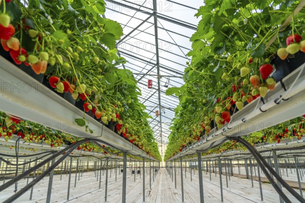 Strawberry cultivation in a greenhouse, strawberry plants with berries at different stages of