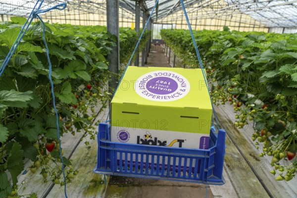 Hummmelkasten, with a bumblebee colony pollinating the plants, strawberry cultivation in the
