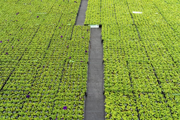 Horticultural business, greenhouse, flower pots, young plants, cape daisies, osteospermum, growing