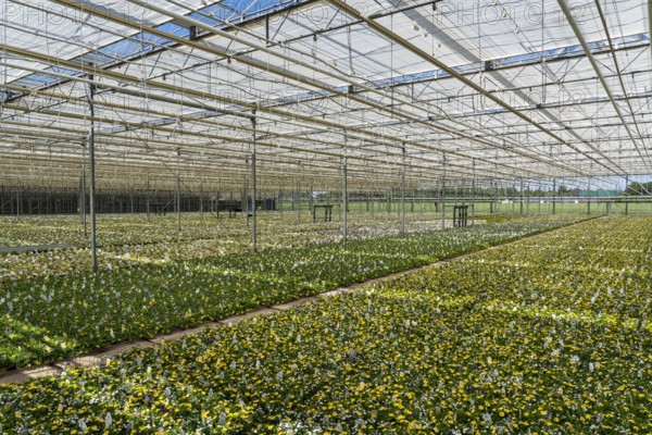 Horticultural business, greenhouse, various types of potted plants are grown here to be sold in