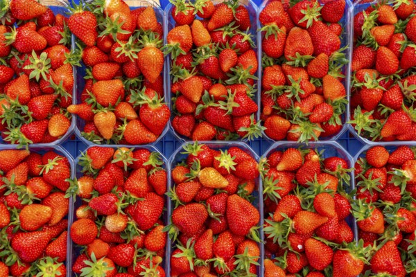 Harvest of strawberries, strawberry cultivation in the open, under a foil tunnel, young strawberry