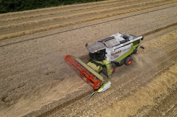 Agriculture, grain harvest, wheat, combine harvester harvesting in a wheat field, near