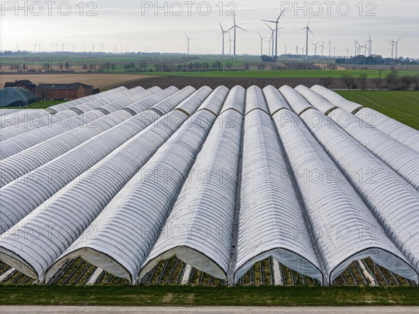 Open field strawberry cultivation in a foil greenhouse, young strawberry plants growing, near