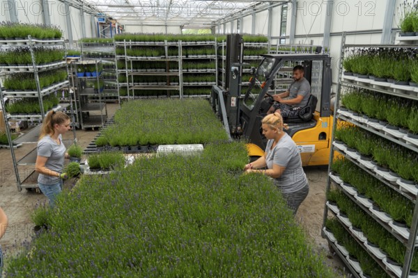 Horticultural business, lavender plants, in flower pots, outdoors, are packed to make them ready